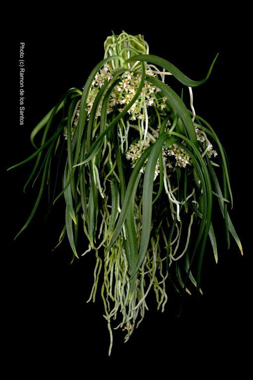 Tuberolabium odoratissimum ‘In Situ’ species – California Sierra Nevada ...