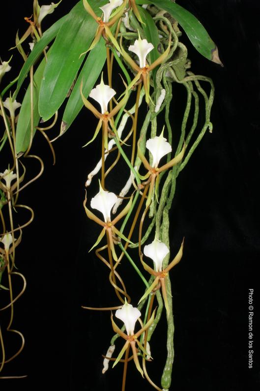 Plectrelminthus caudatus ‘Shukria’ species – California Sierra Nevada ...