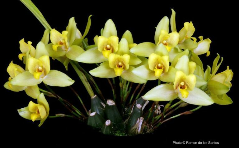 Lycaste Leo ‘patrick’ – California Sierra Nevada Judging Center