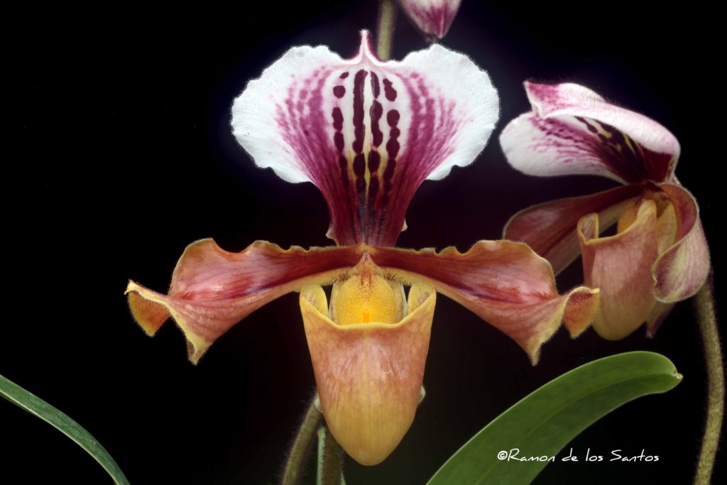 Paph. graxtrixianum 'Tuscany'