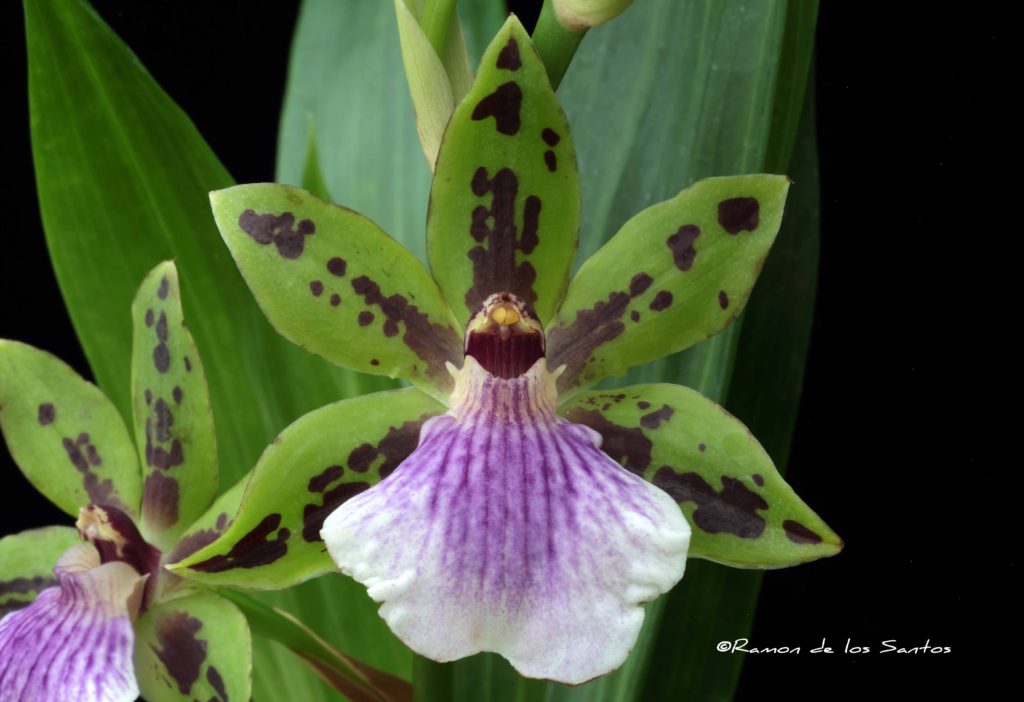 Zygoneria Adelaide Meadows 'Gold Country'