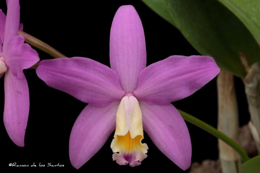 Cattleya Simplicity 'Tara'