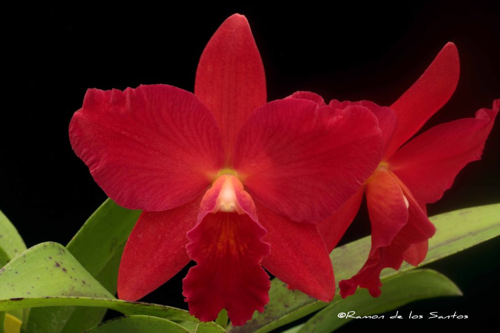 Cattleya Perfection of Life 'Red Gold'