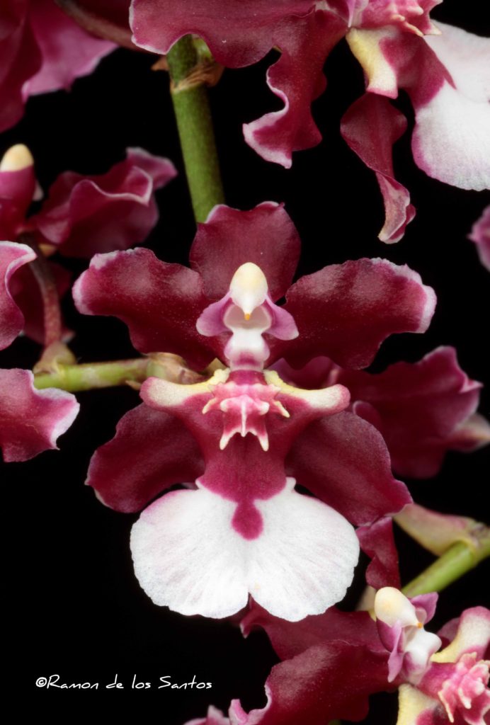 Oncidesa Cocoa Peach 'Cocoa'