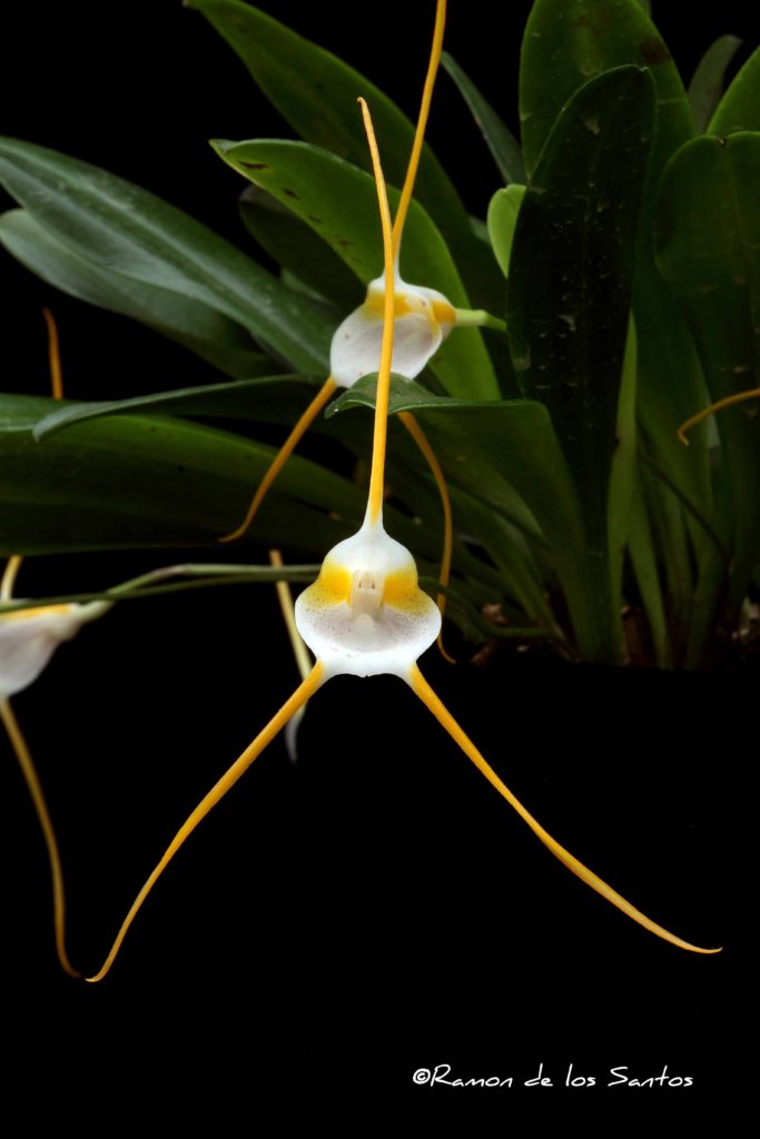 Masdevalia mejiana 'Loomis Basin'