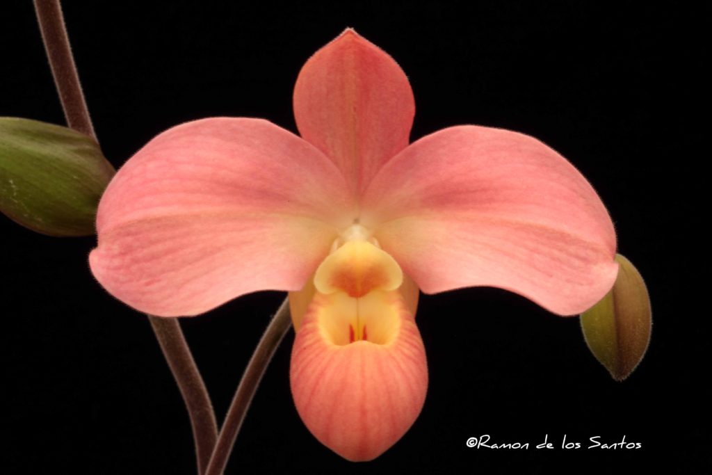 Phrag. Peruflora's Cirila Alca 'Martha May'