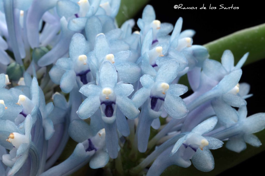 Cleisocentron gokusingii 'Goodstuff'
