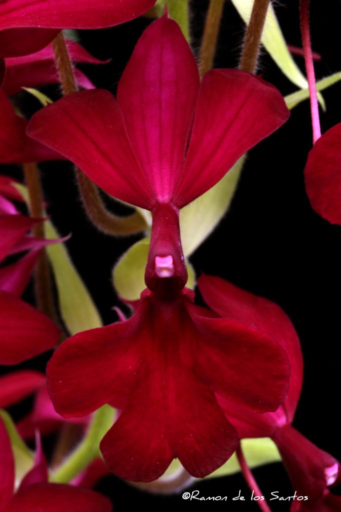 Calanthe  Karolin Anschau 'Bonheur'