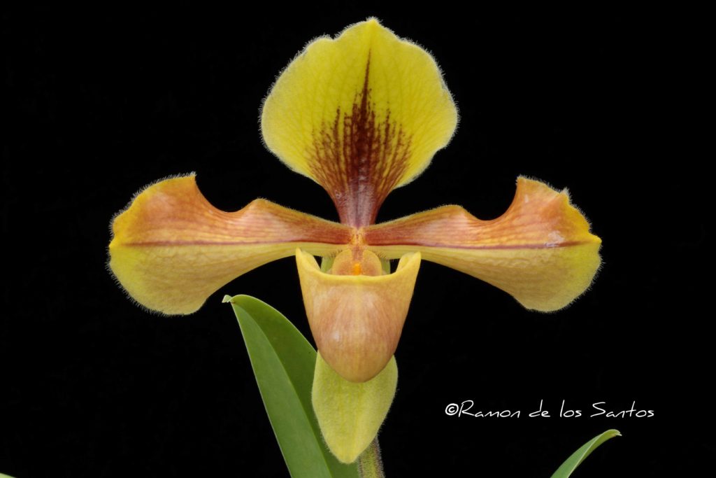 Paph. villosum ‘Kronos’ – California Sierra Nevada Judging Center