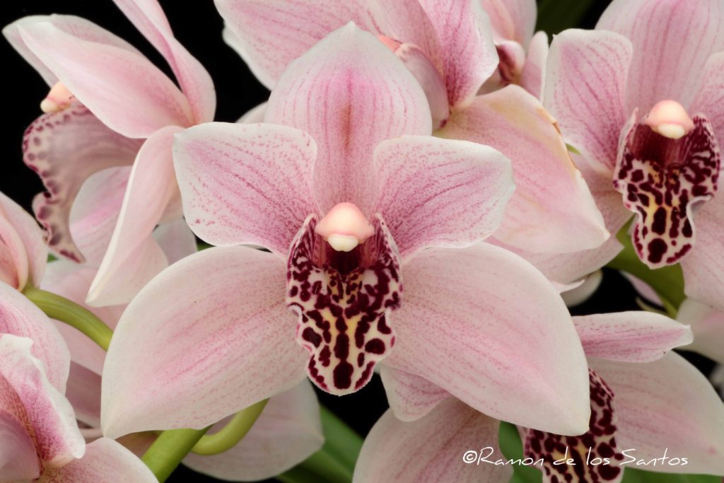 Cym. Memoria Ellen Margron 'Beauty Spots'