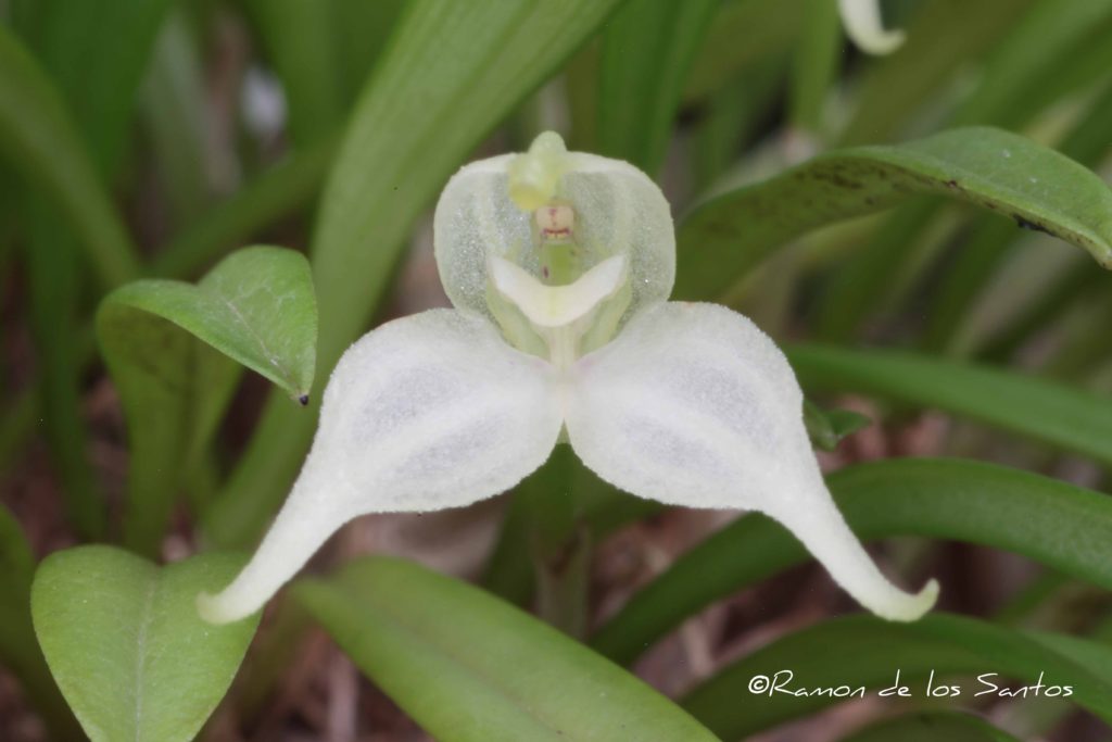 Diodonopsis pygmea 'Nathalie'