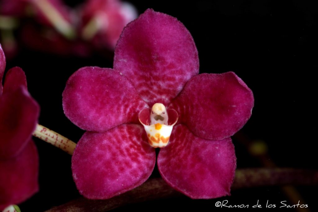 Sarco. Dragon's Fire 'Melencia'