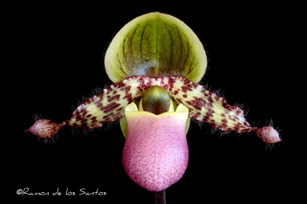 Paph. Magic Paradise 'Argos'