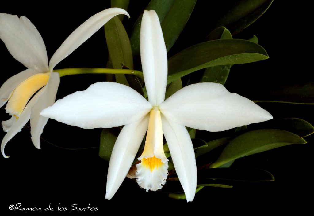 C. jongheana 'Barbegazi'