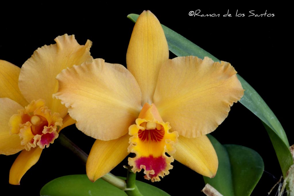Rth. Brad Koch 'Eureka'