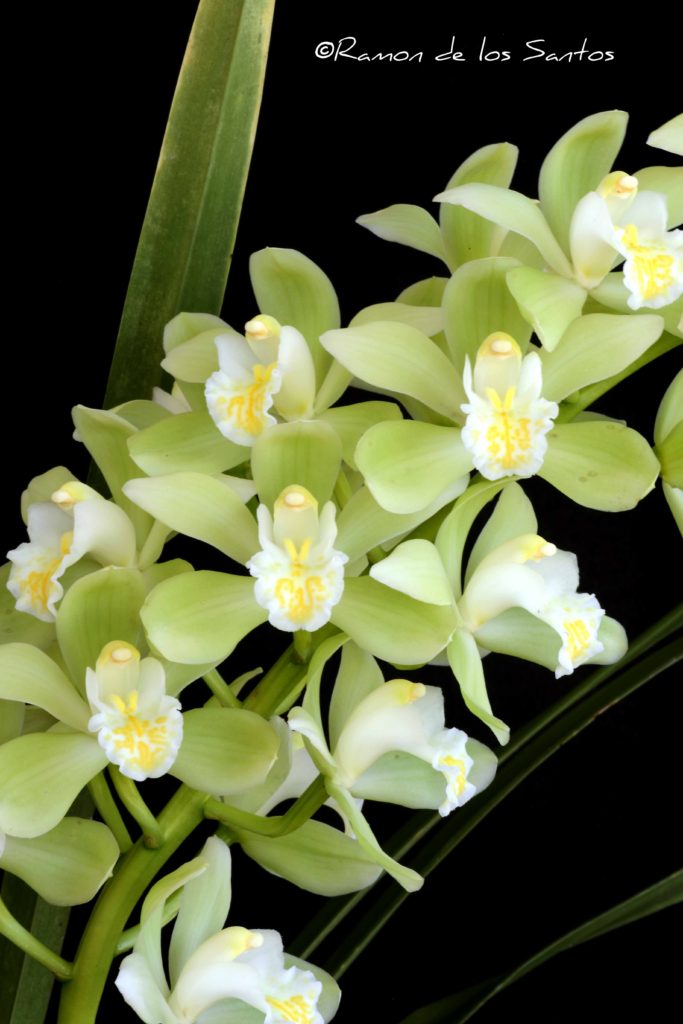 Cym. Tranquility 'Jaybee'