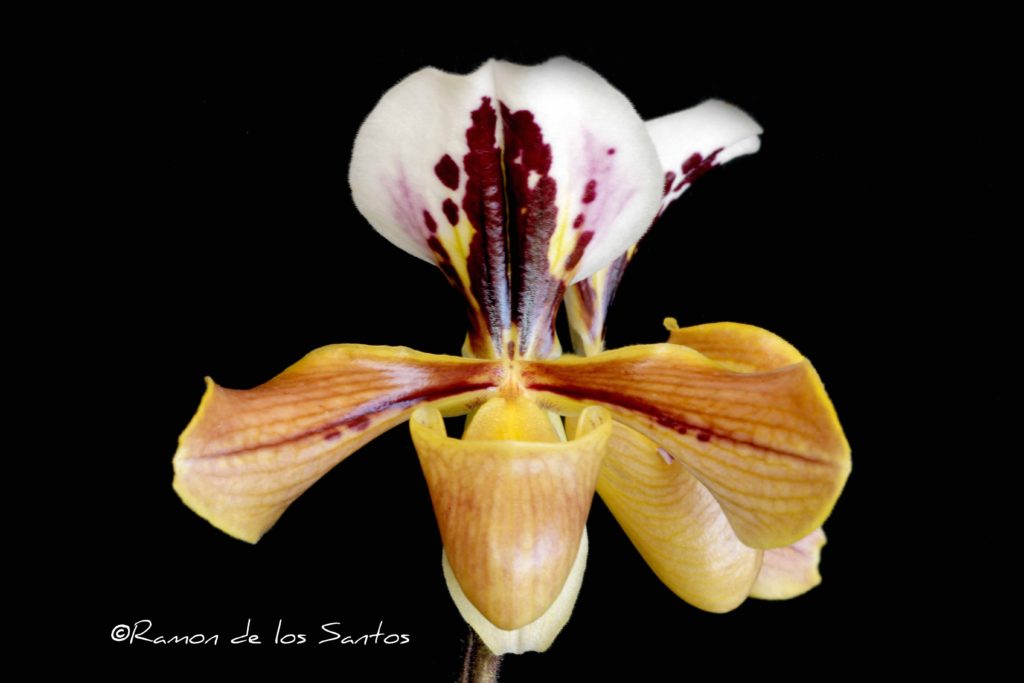 Paph. gratrixianum var. christensonianum 'Agogwe'