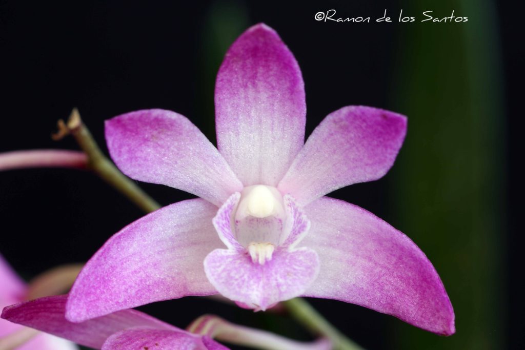 Den. kingianum 'Reece'