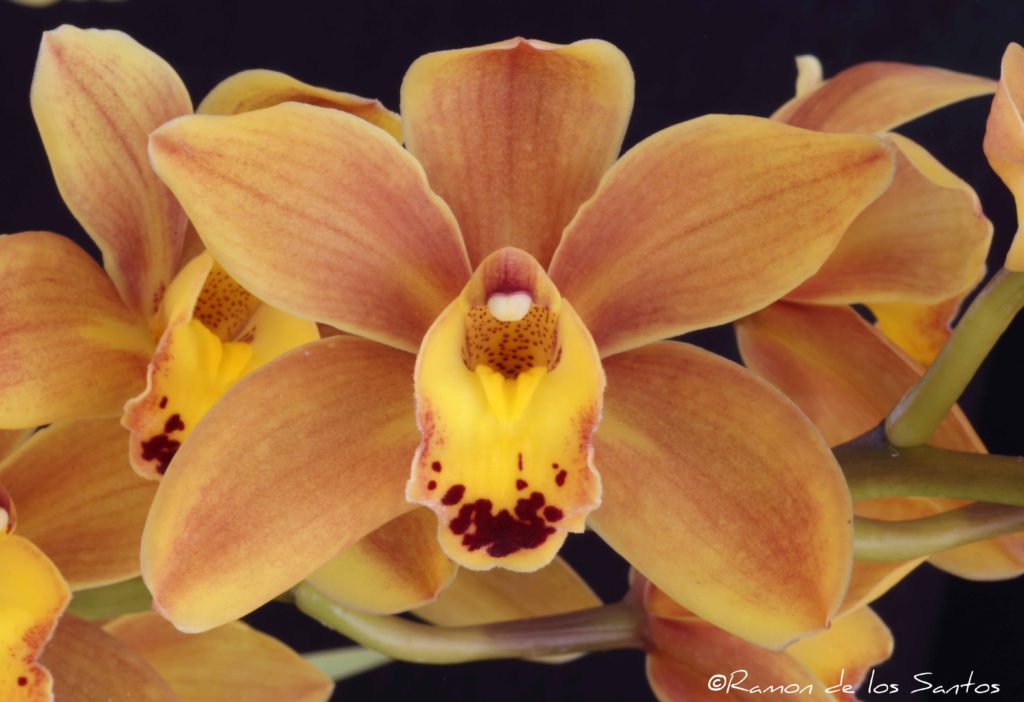 Cym. Easter Fire 'Jaybee'