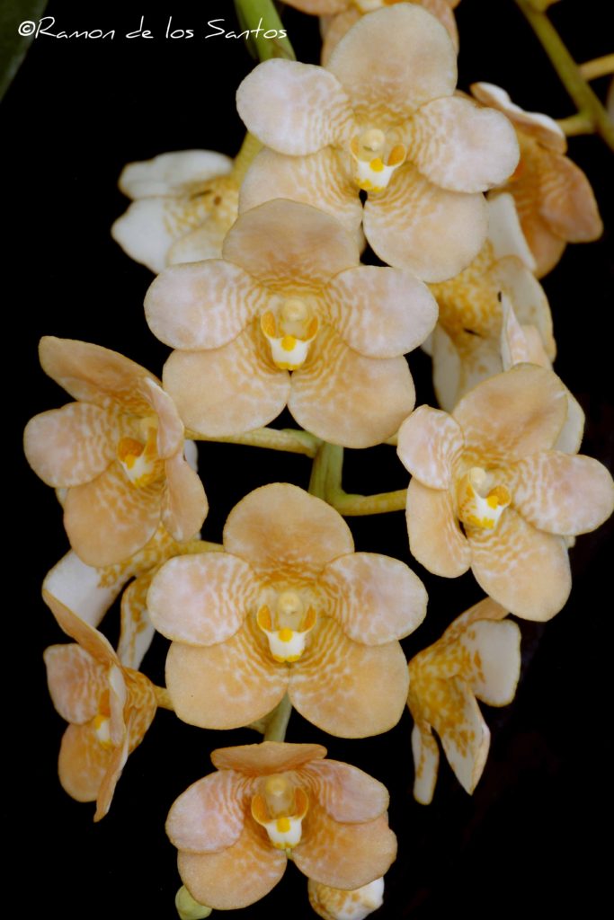 Sarco. Kulnura Khaleeshi 'Melencia'