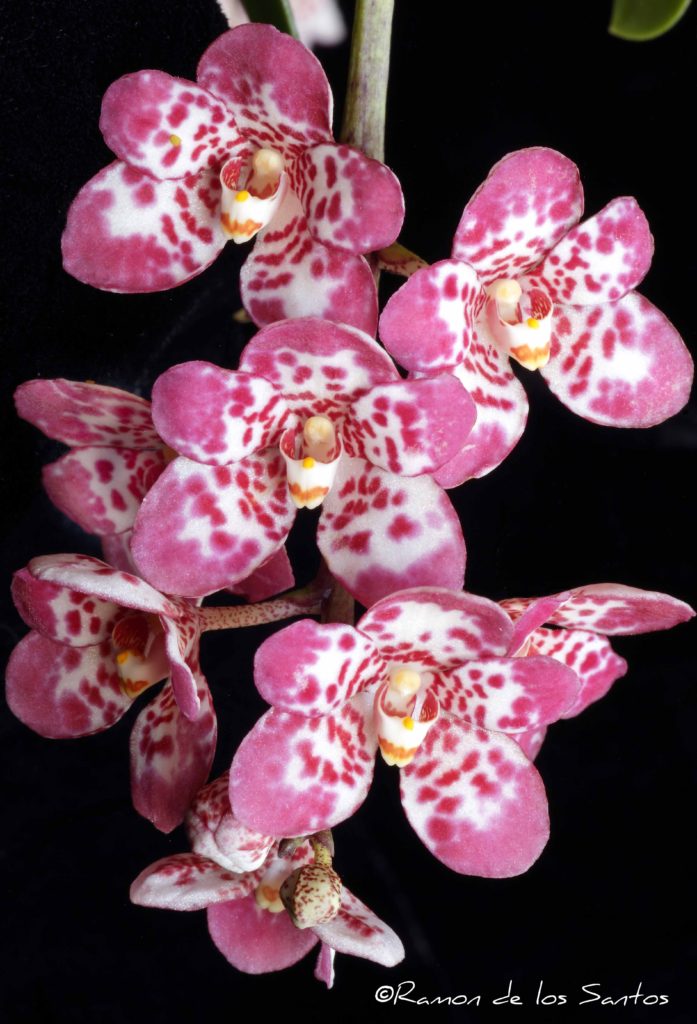 Sarco. Pixie Princess 'Chunky'