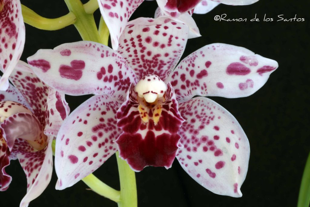 Cym. Piñata 'Jaybee'