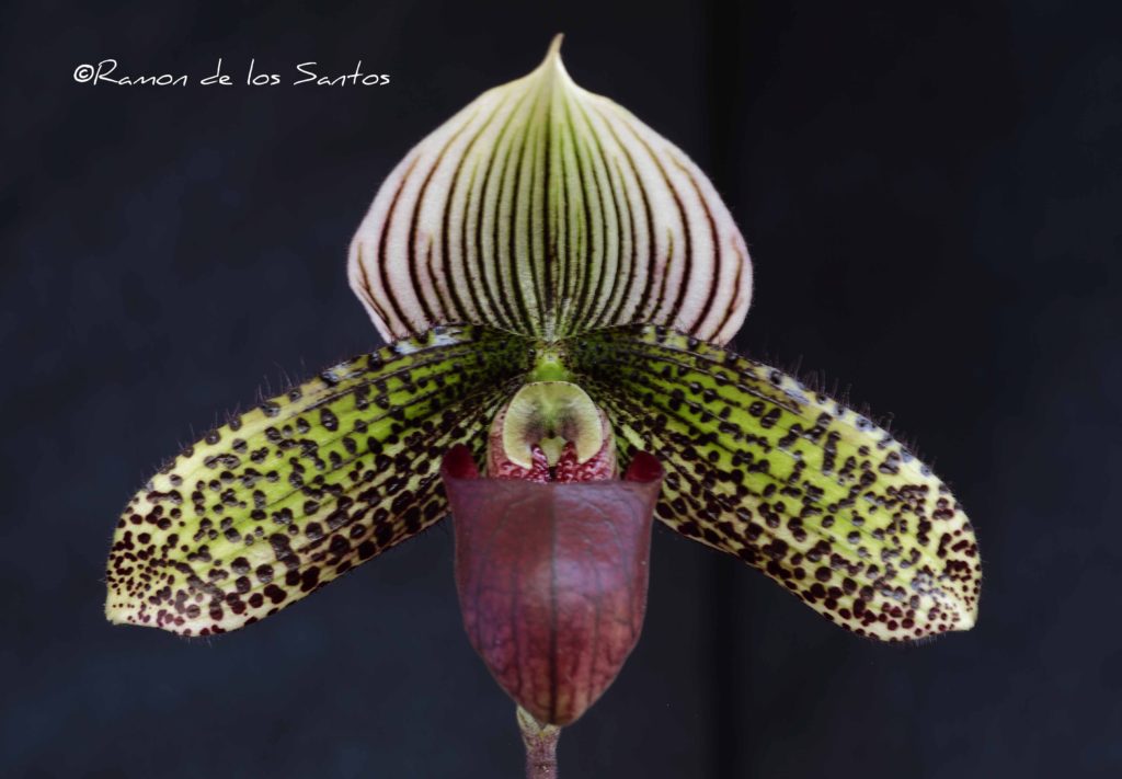Paph. Mystically Contrasting 'Reece'