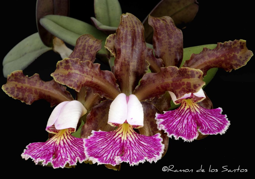 Cattleya schilleriana 'Chunky'