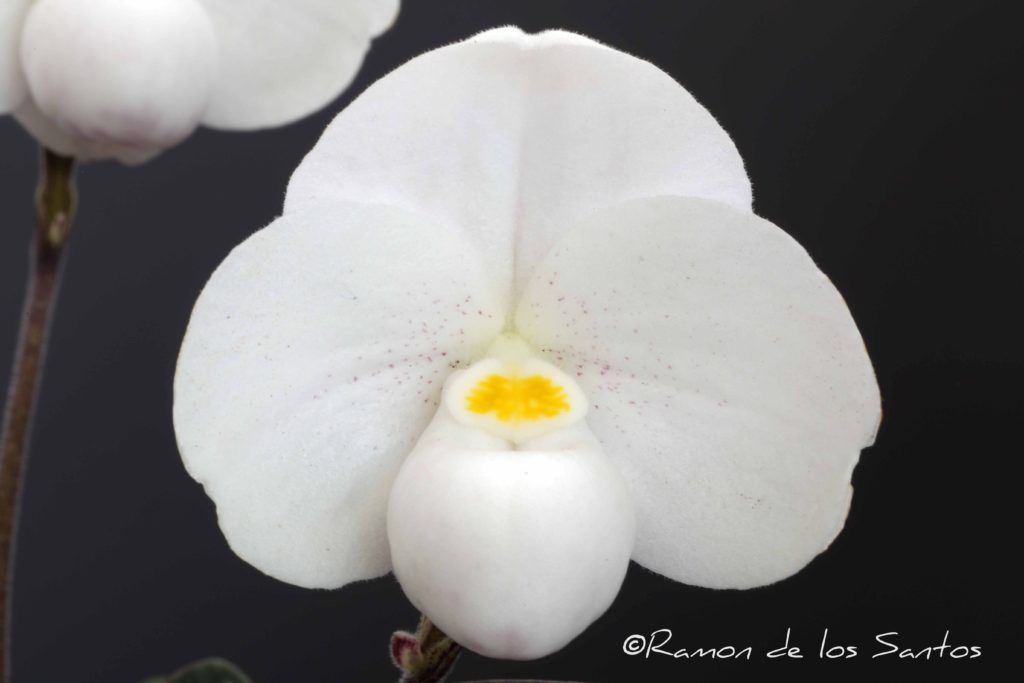 Paph. thaianum 'Melencia'