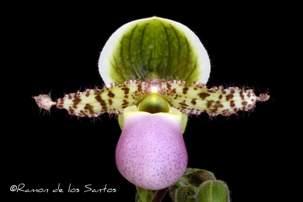 Paph. Magic Paradise 'Good Choices'
