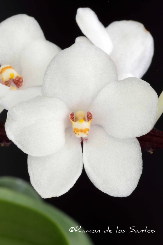Sarco. Kulnura Snowflake 'Melencia'