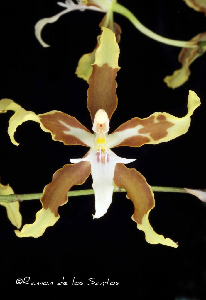 Onc. aurarium 'Stars in the Sky'