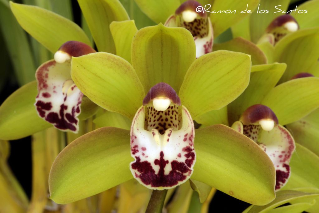 Cym. Sensible Tiger 'Jaybee'
