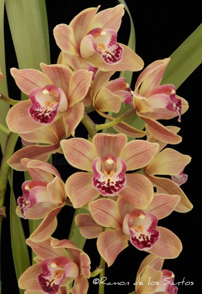 Cym. Rainbow Warrior ' Tygr Jade'