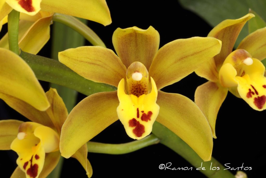 Cym. Parish Laird 'June Bug'