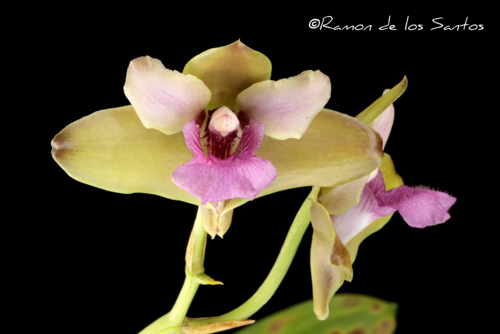 Bifrenaria verboonenii 'Bonheur'