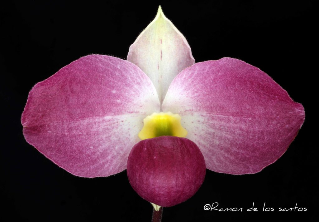 Paph. vietnamense ' Claret'