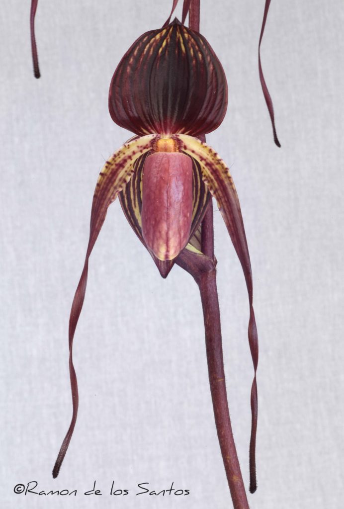Paph. Hilo Night Hawk 'Austin Creek'