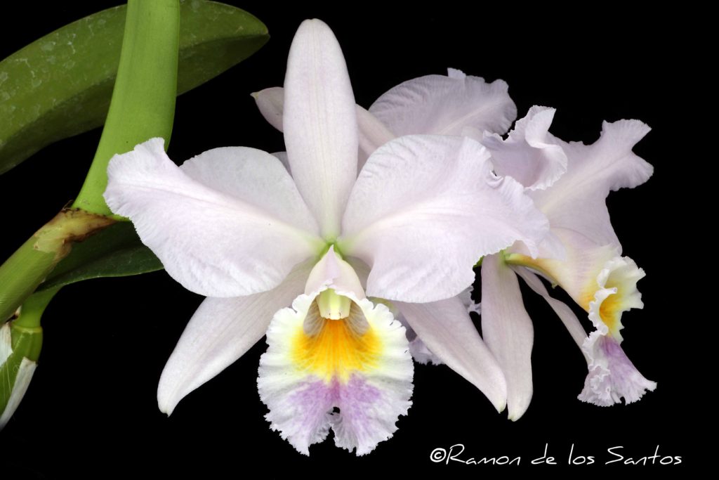 C. Hint O'Blue 'Butterfly Kisses'