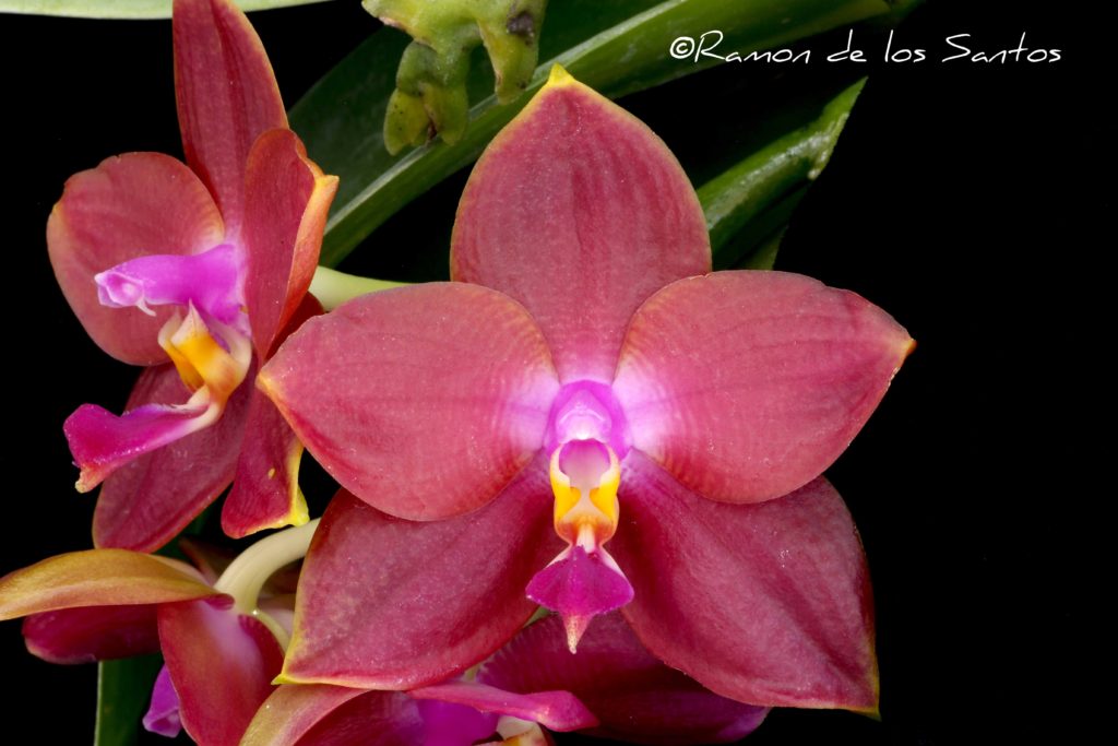 Phal. Ruby Passion 'Melencia'