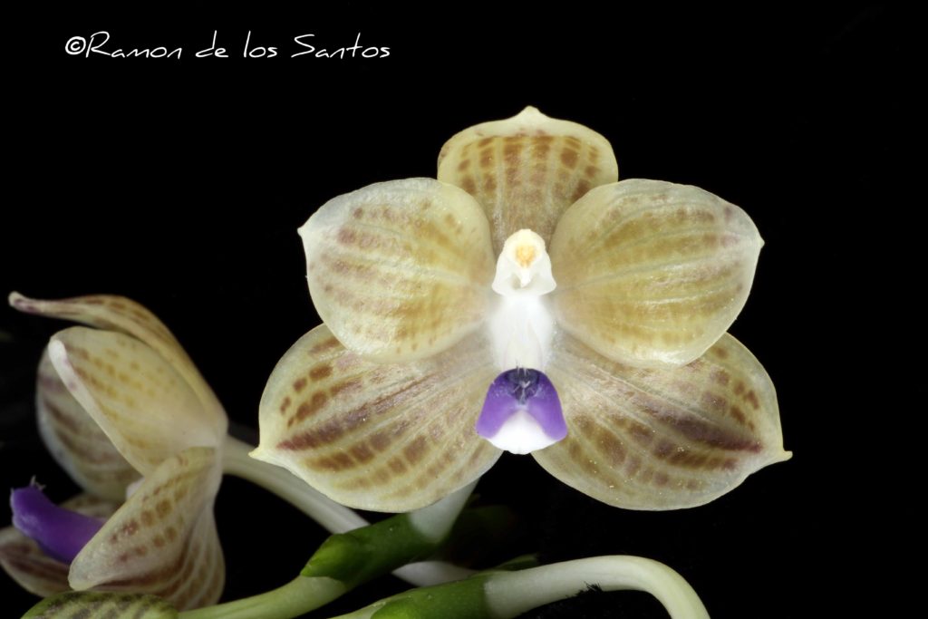 Phal. javanica (Blue Form) 'Hector'