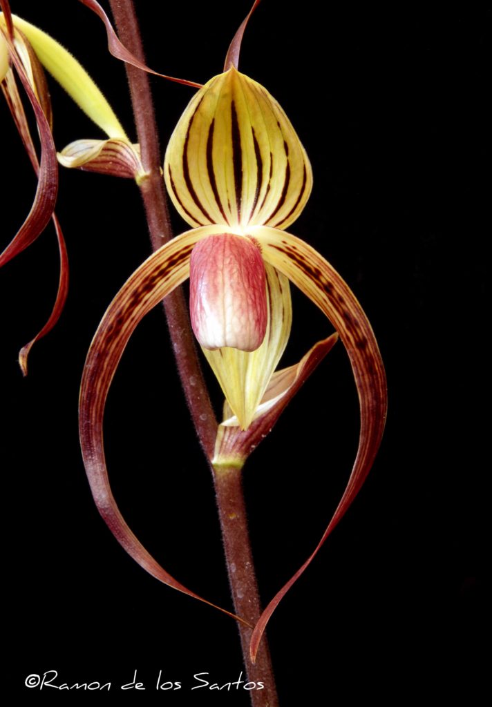 Paph. Shin-Yi Formosa 'Cabernet'