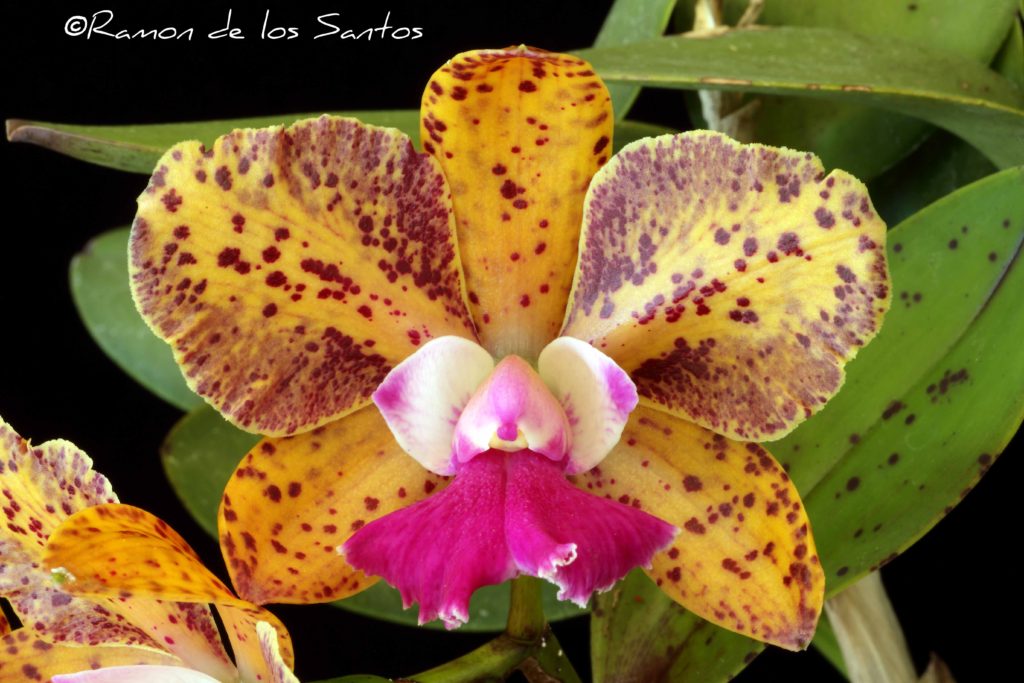 Cattleya Elisabeth Calov 'Cheetah'