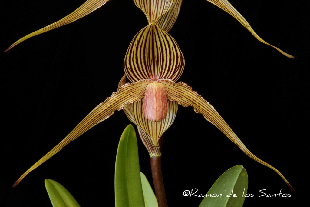 Paph. Rollie Willson 'Dana Lynn'