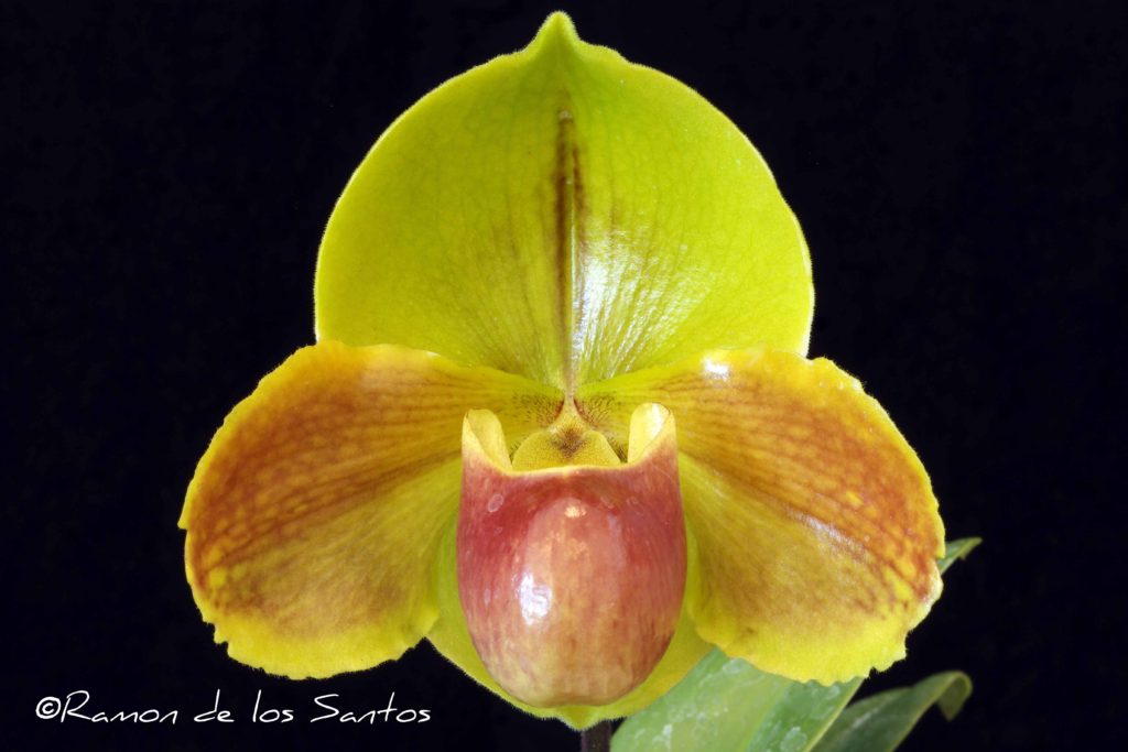 Paph. Mountain Lass 'You're Welcome'