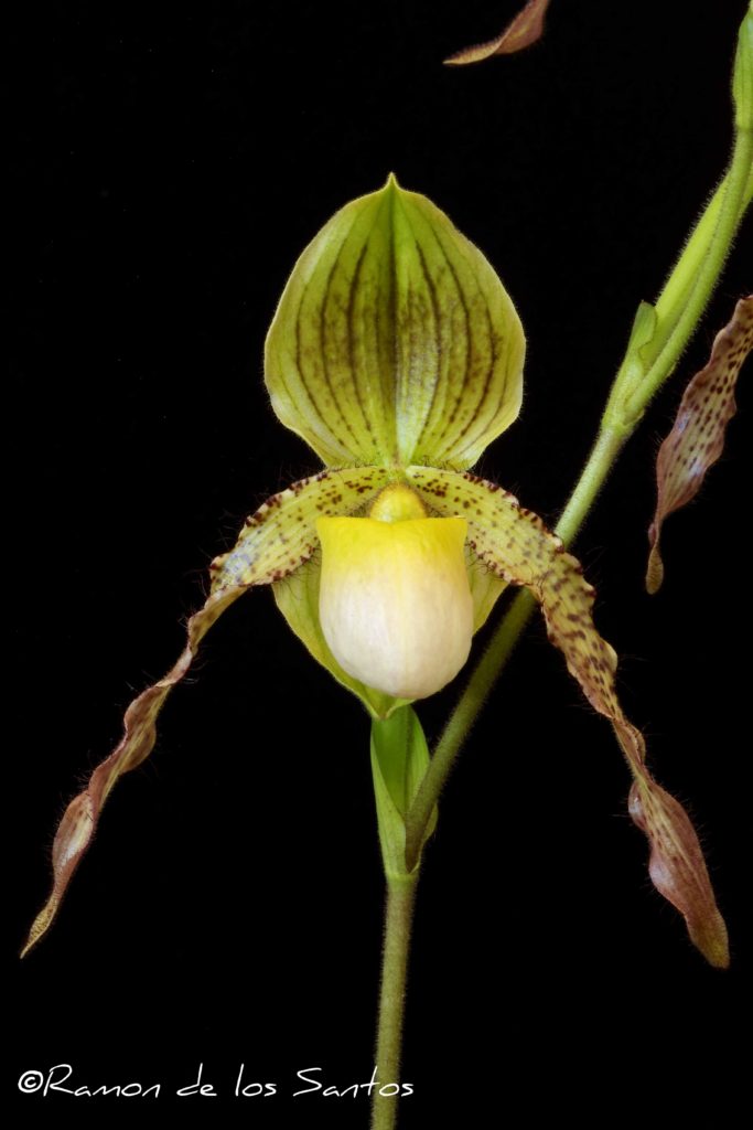 Paph. Judge Philip 'J's Gift'
