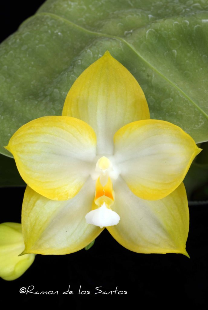 Phal. Yaphon Love Song 'Melencia'