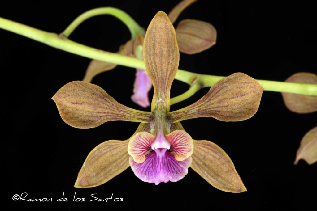 Enc. spatella 'Victor'