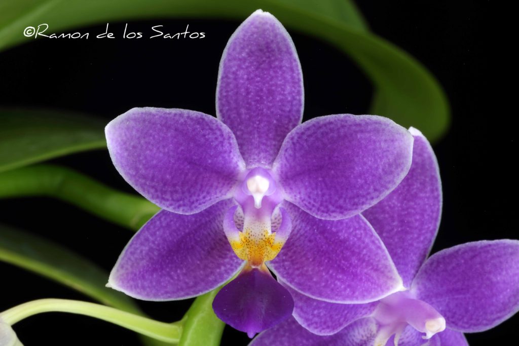 Phal. Jiaho Blueberry 'Bluer Than Blue'