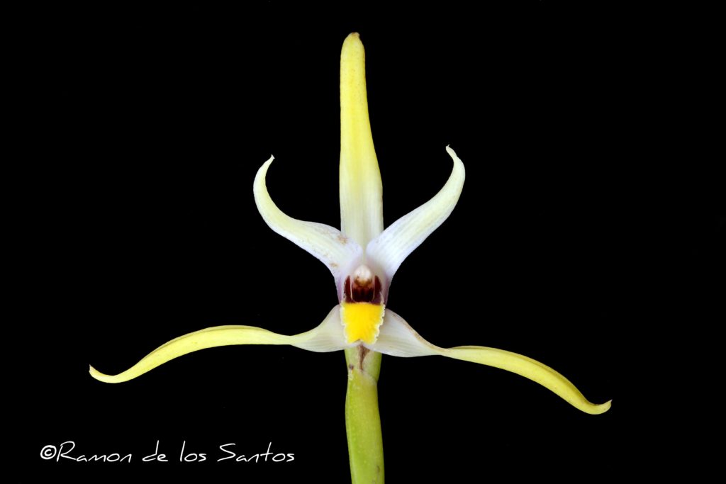 Maxillaria dillonii 'Star Field'